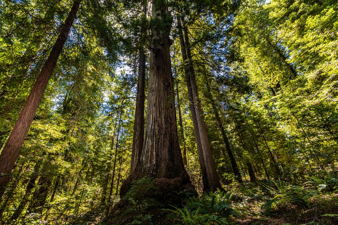 harold-richardson-redwoods-reserve1191