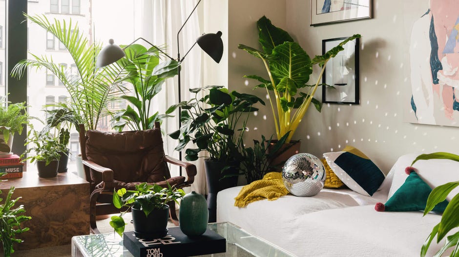 The best places to buy plants online - CNET